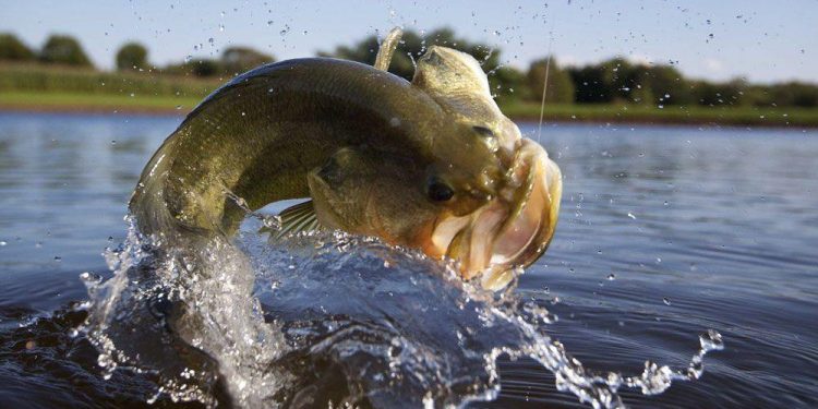 Bass fishing tips for beginners