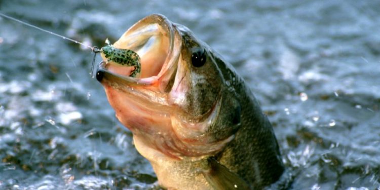 Largemouth Bass Strategies