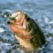 Largemouth Bass Strategies
