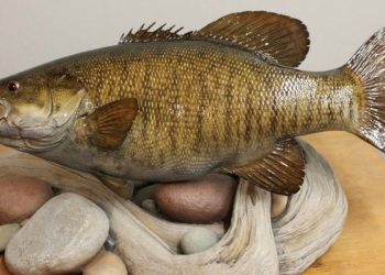 Preparing your fish for the taxidermist