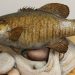 Preparing your fish for the taxidermist