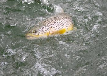 About Trout Fishing