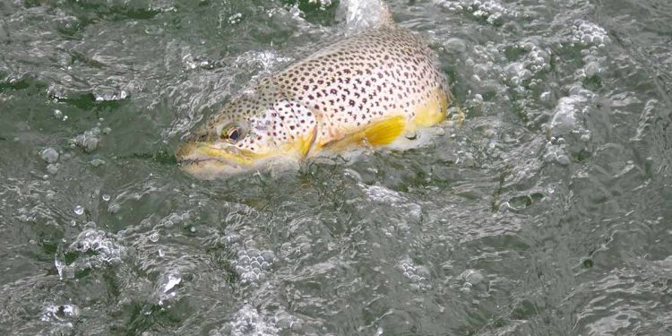 About Trout Fishing