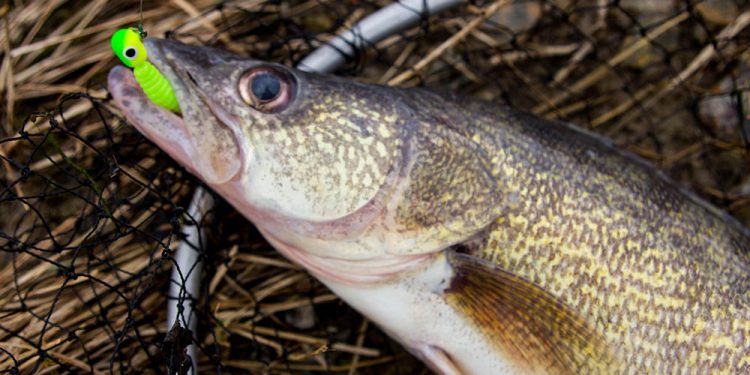 Walleye Fishing