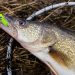 Walleye Fishing