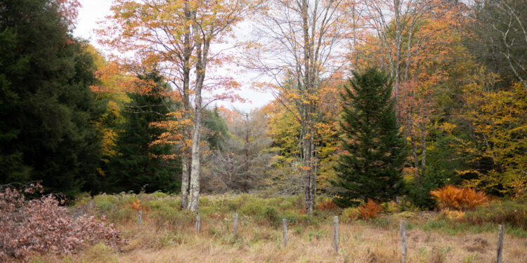 Survival Skills: Ten Things to do When Lost in the Woods