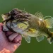 Fishing a Jig Using Forward Facing Sonar