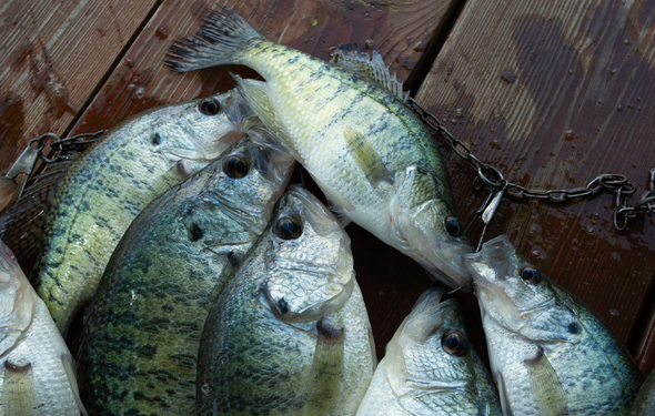 Get crappie fishing tips March 7 at MDC’s Springfield Nature Center