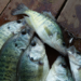 Get crappie fishing tips March 7 at MDC’s Springfield Nature Center